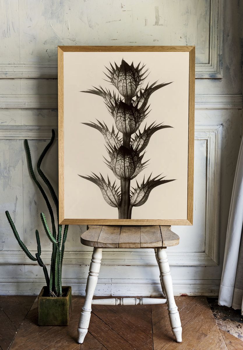 Acanthus mollis by Karl Blossfeldt — Art Print. — room view 1