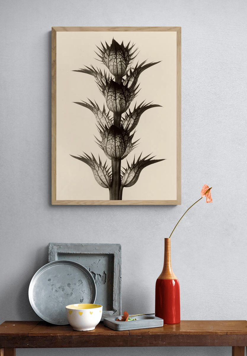 Acanthus mollis by Karl Blossfeldt — Art Print. — room view 3