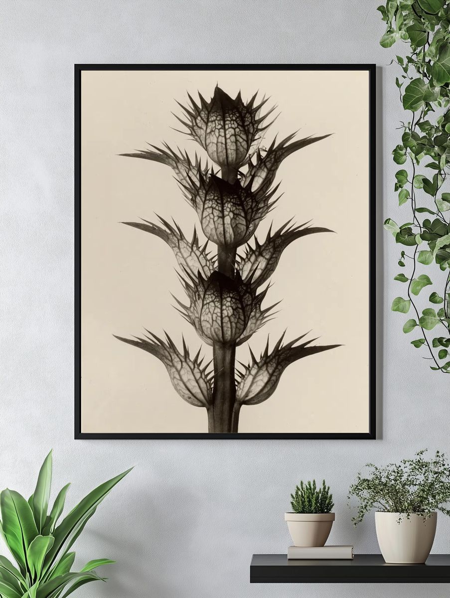 Acanthus mollis by Karl Blossfeldt — Art Print. — room view 4