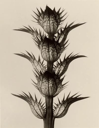 Acanthus mollis by Karl Blossfeldt — Art Print. poster