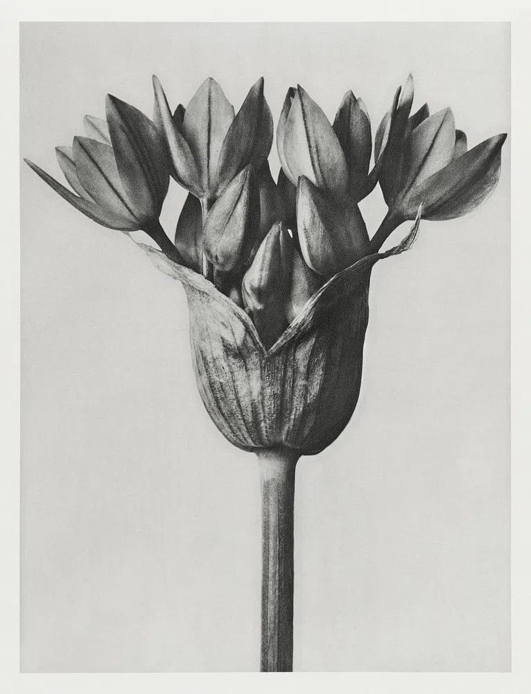 Allium Ostroroskianum by Karl Blossfeldt — Art Print. poster — botanical art
