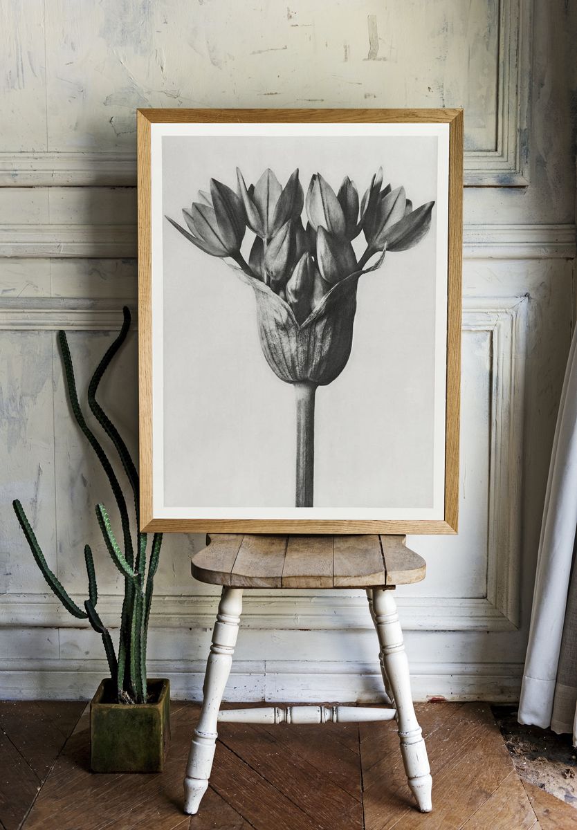 Allium Ostroroskianum by Karl Blossfeldt — Art Print. — room view 1