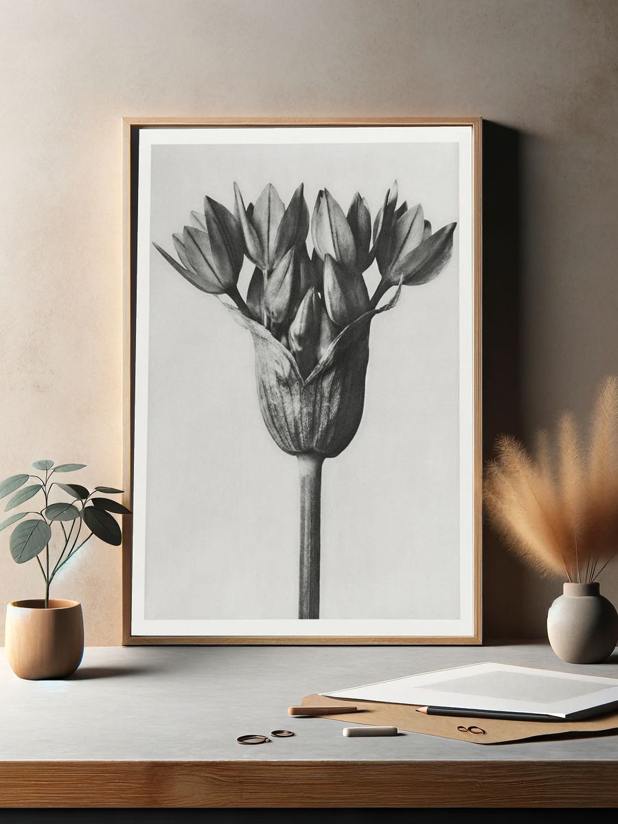 Allium Ostroroskianum by Karl Blossfeldt — Art Print. — room view 2