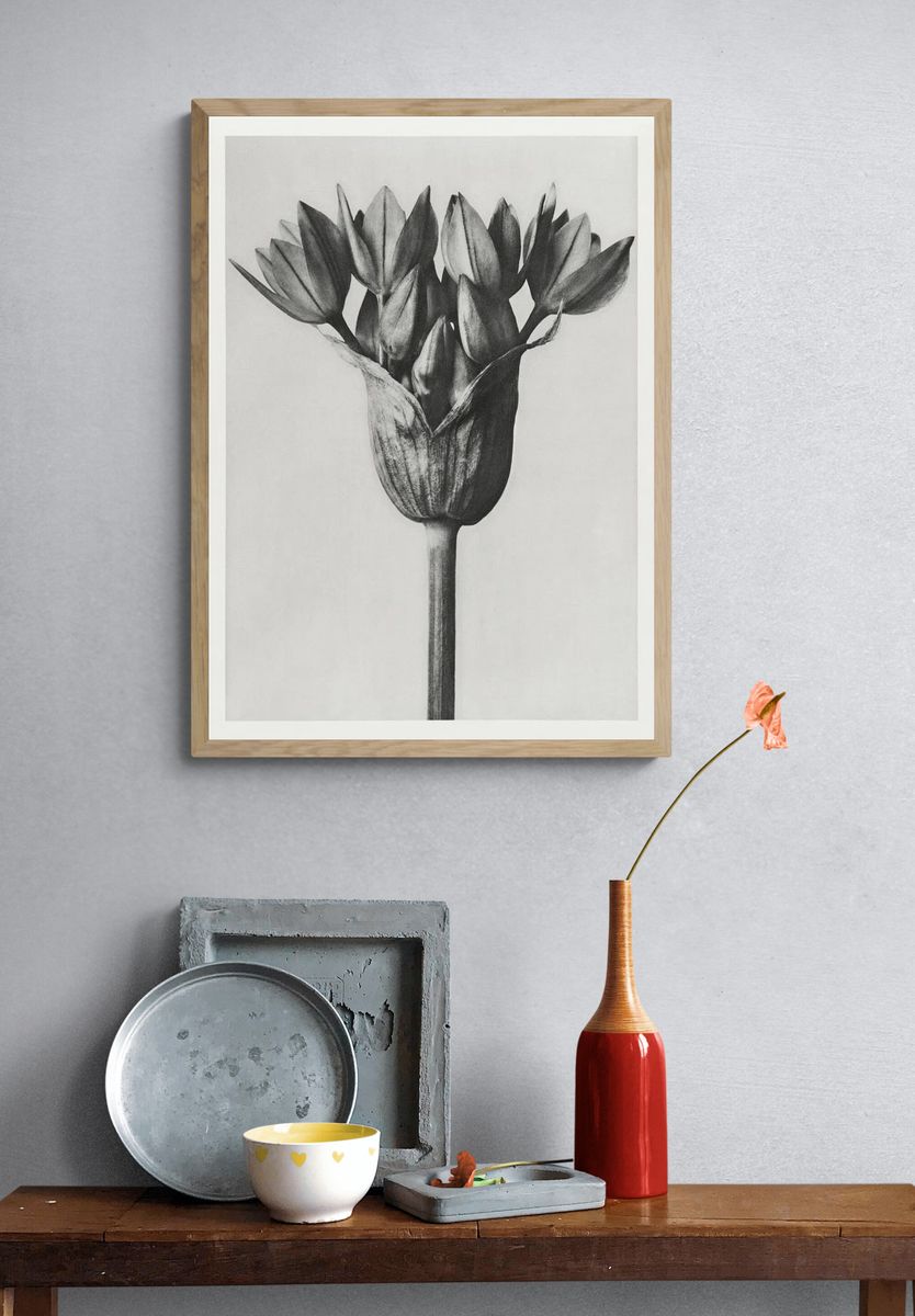 Allium Ostroroskianum by Karl Blossfeldt — Art Print. — room view 3