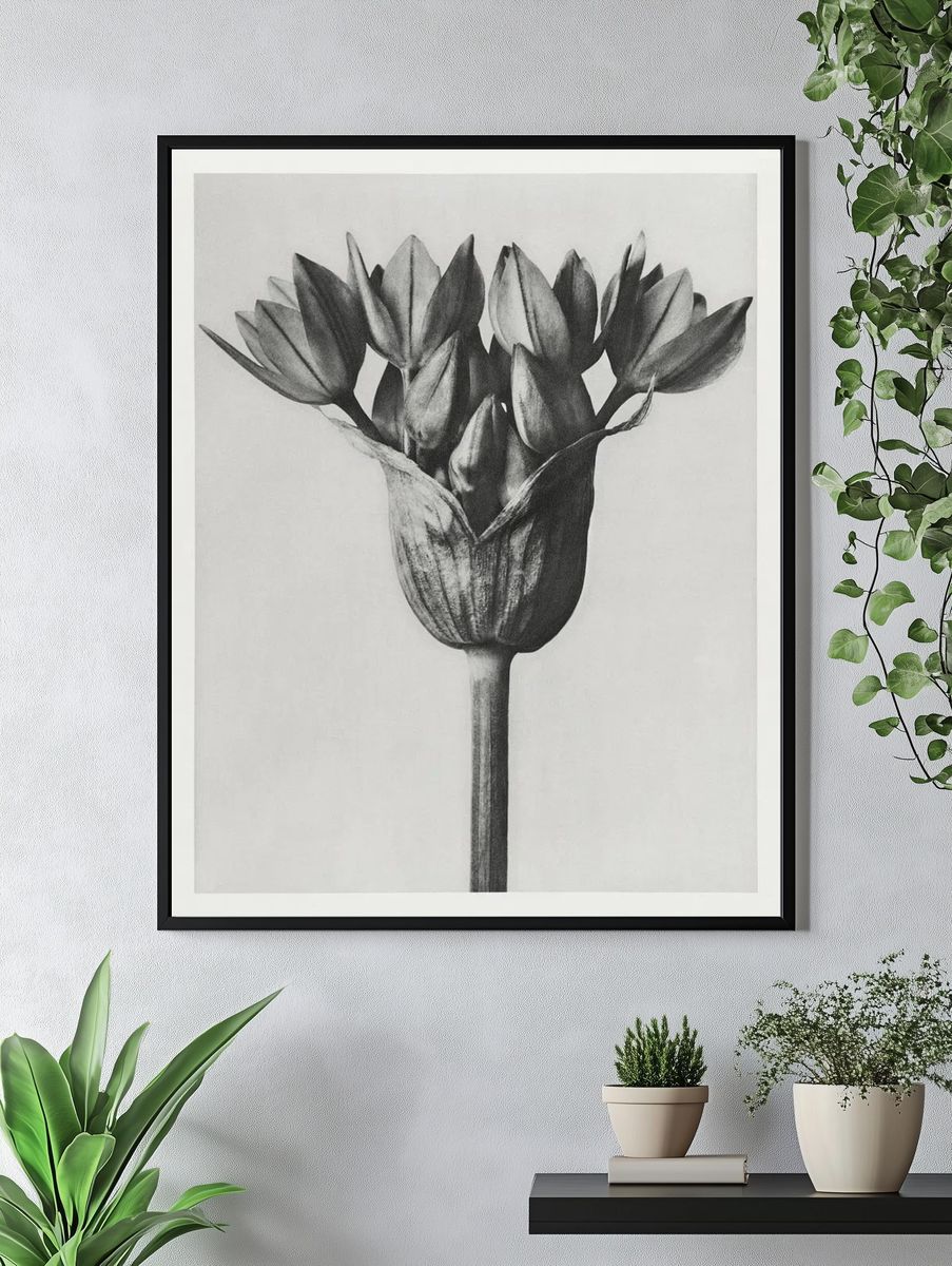 Allium Ostroroskianum by Karl Blossfeldt — Art Print. — room view 4