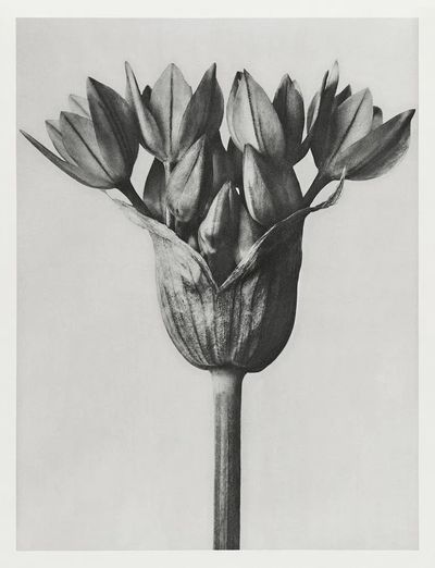 Allium Ostroroskianum by Karl Blossfeldt — Art Print. poster
