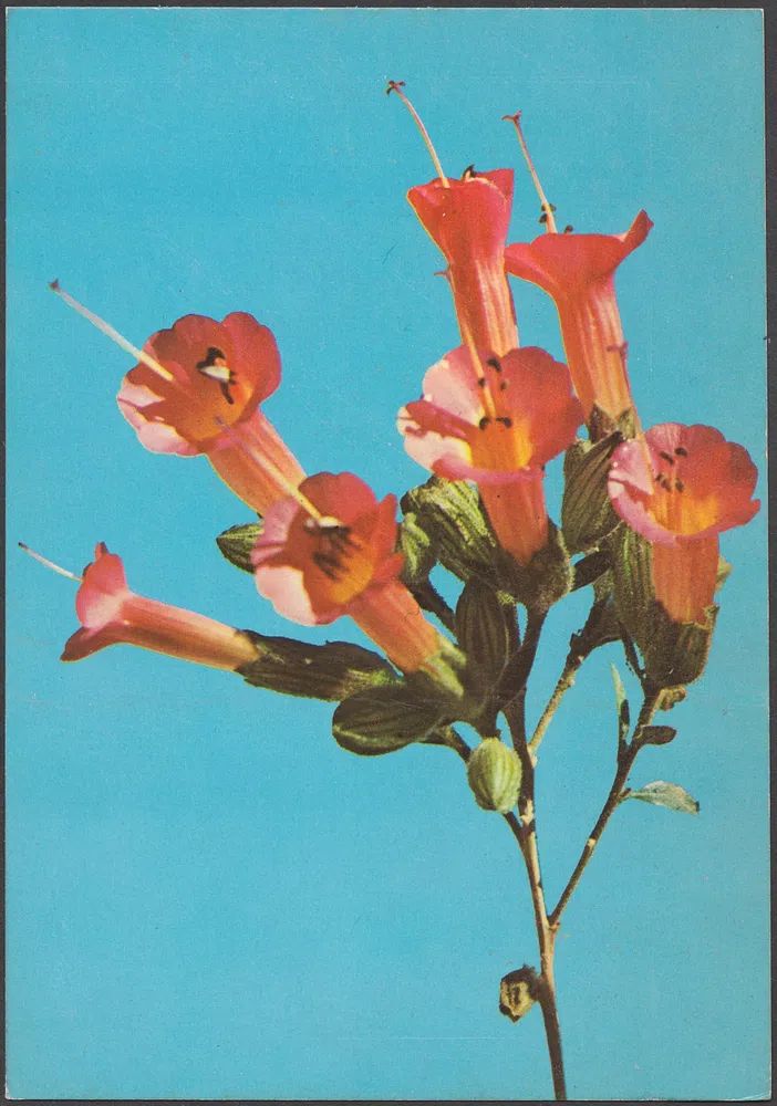 Kantuta Flor Simbolica, Bolivia — Art Print. poster — botanical art