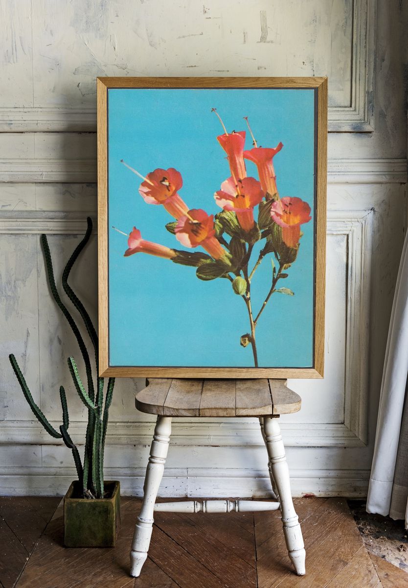 Kantuta Flor Simbolica, Bolivia — Art Print. — room view 1