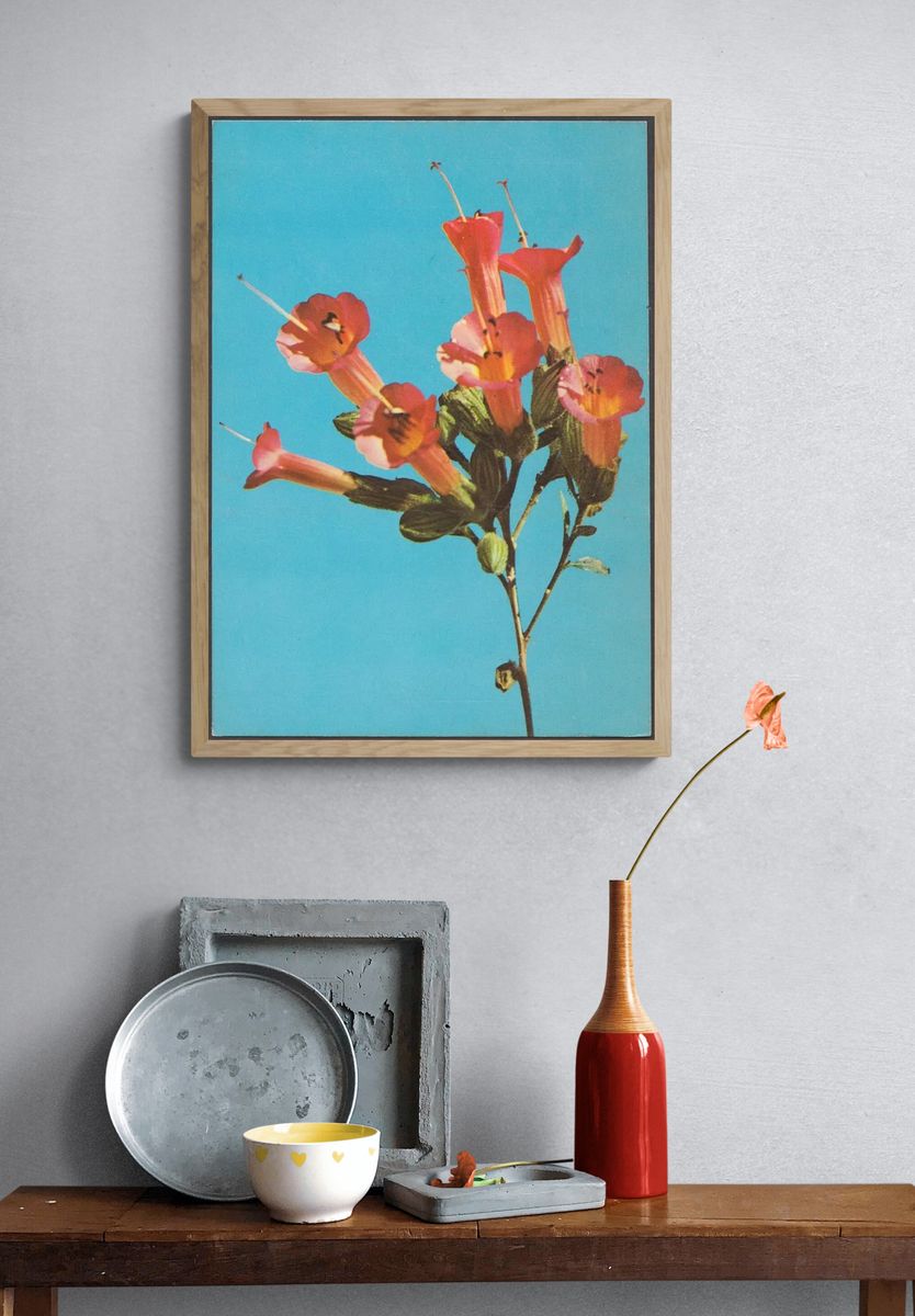 Kantuta Flor Simbolica, Bolivia — Art Print. — room view 3