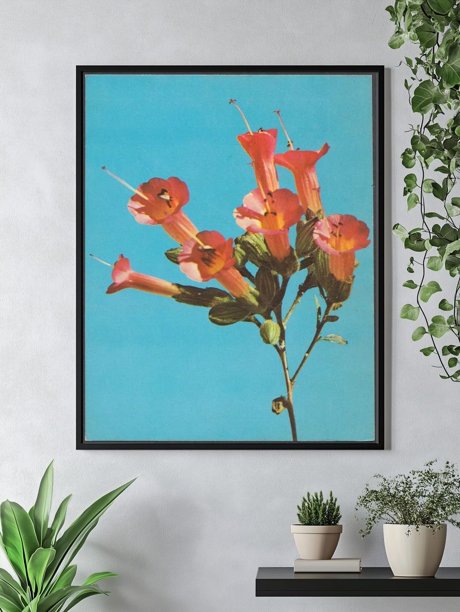 Kantuta Flor Simbolica, Bolivia — Art Print. — room view 4