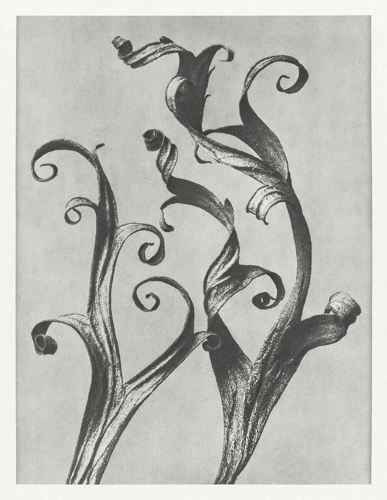 Delphinium by Karl Blossfeldt (1928) — Art Print. poster — botanical art