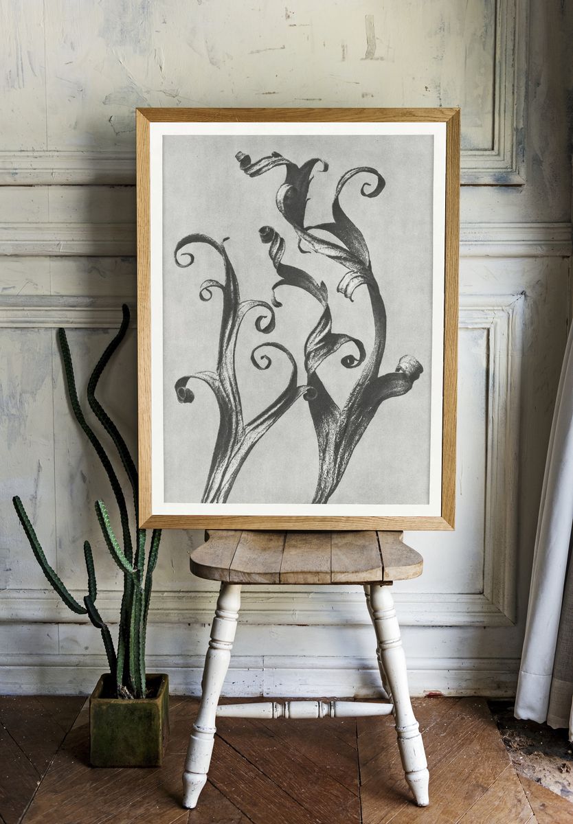 Delphinium by Karl Blossfeldt (1928) — Art Print. — room view 1