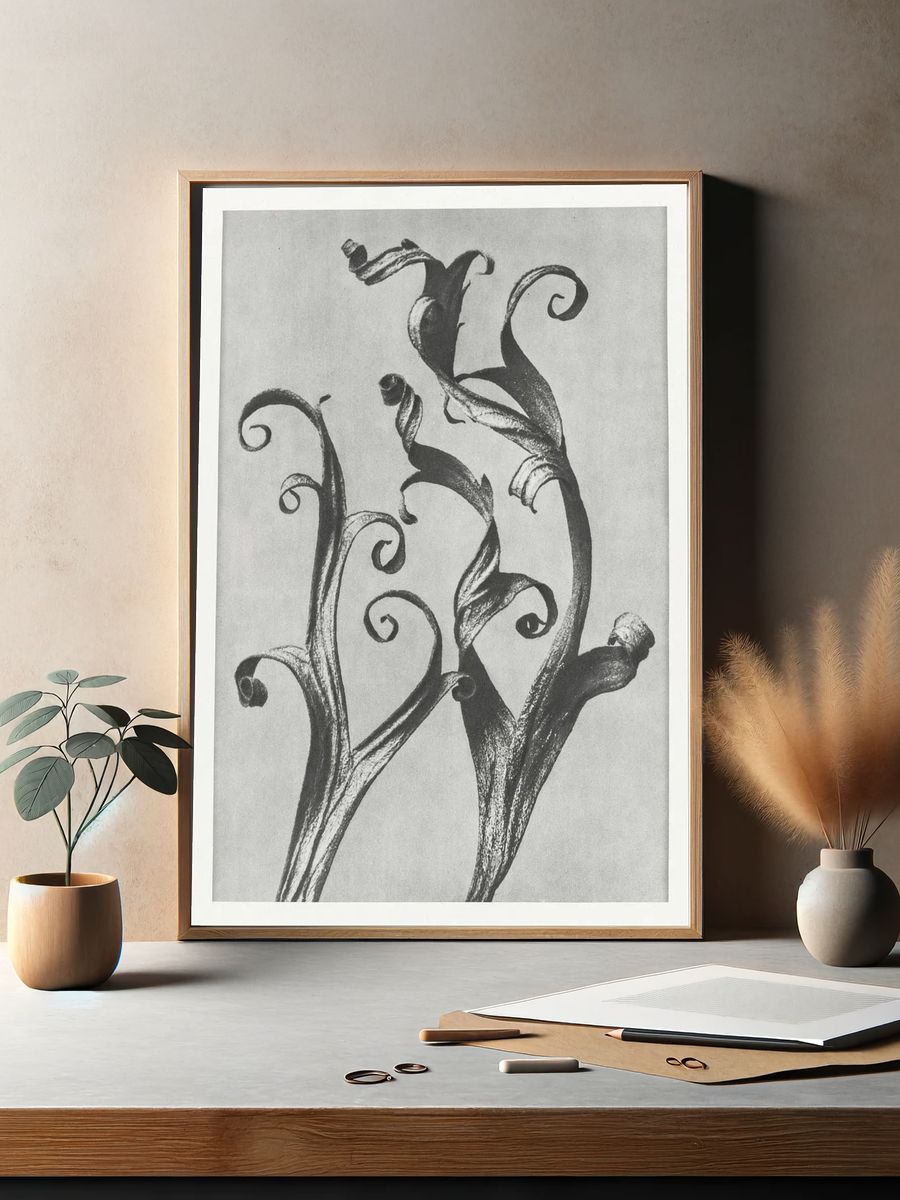 Delphinium by Karl Blossfeldt (1928) — Art Print. — room view 2
