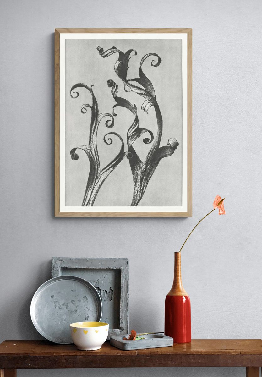Delphinium by Karl Blossfeldt (1928) — Art Print. — room view 3
