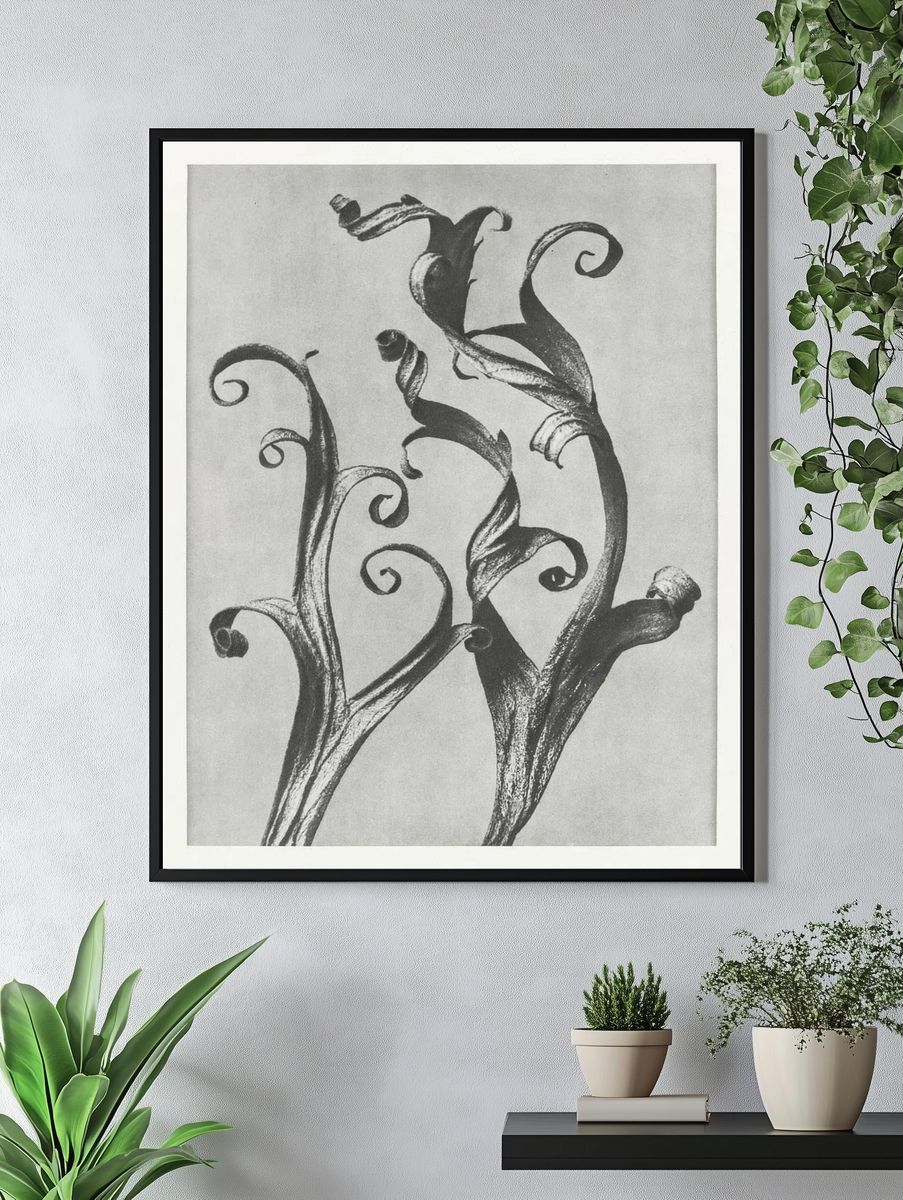 Delphinium by Karl Blossfeldt (1928) — Art Print. — room view 4