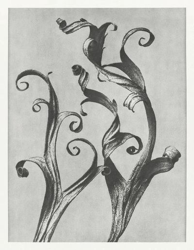 Delphinium by Karl Blossfeldt (1928) — Art Print. poster