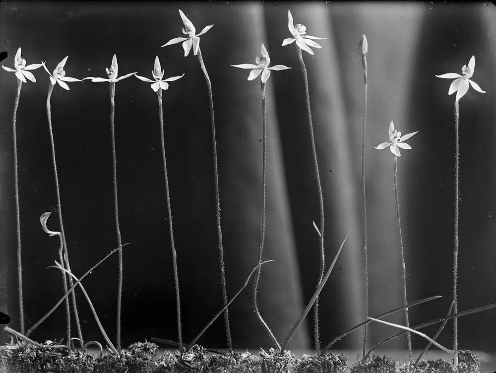 Caladenia anigua by Henry Matthews — Art Print. poster — botanical art
