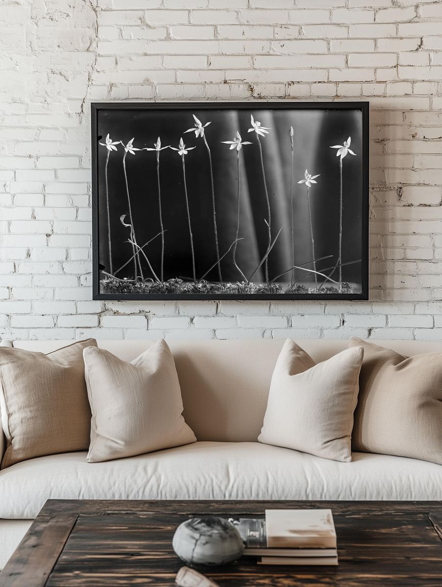 Caladenia anigua by Henry Matthews — Art Print. — room view 1
