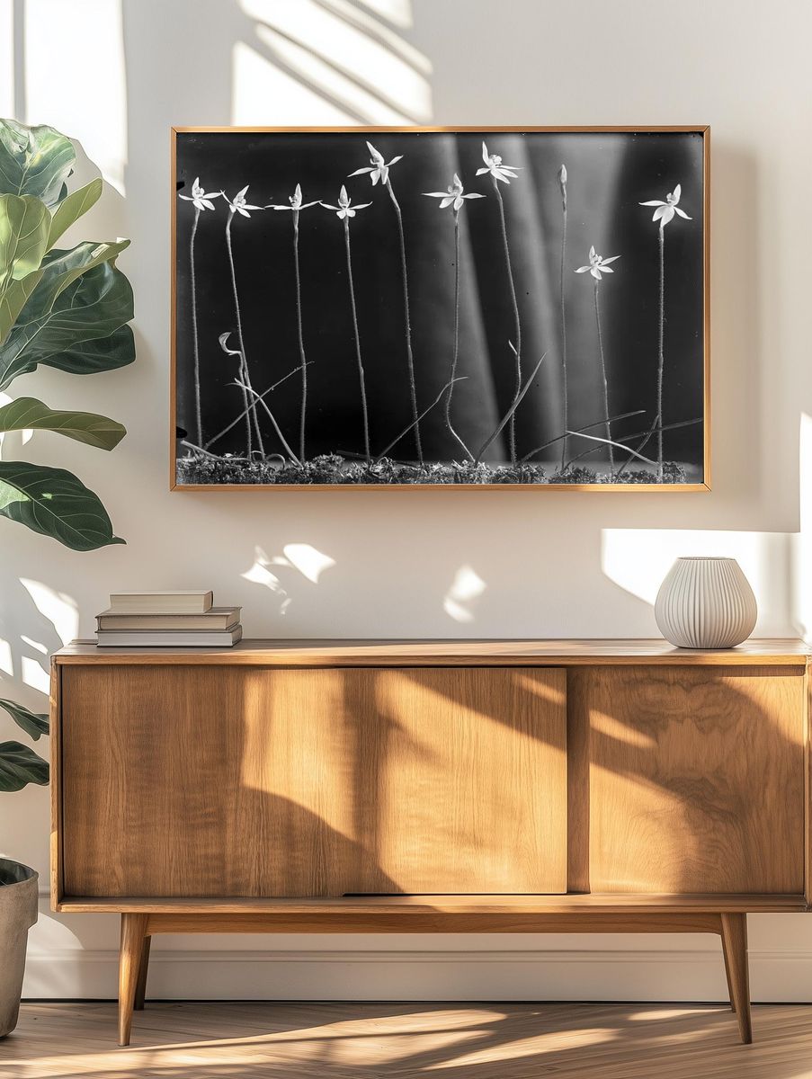 Caladenia anigua by Henry Matthews — Art Print. — room view 3