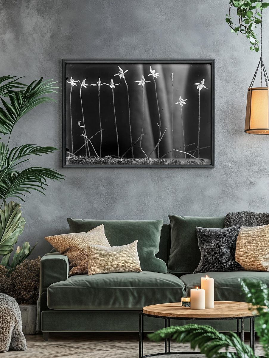 Caladenia anigua by Henry Matthews — Art Print. — room view 4