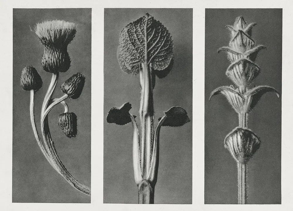 Cirsium canum (Queen Anne Thistle) — Art Print. poster detail