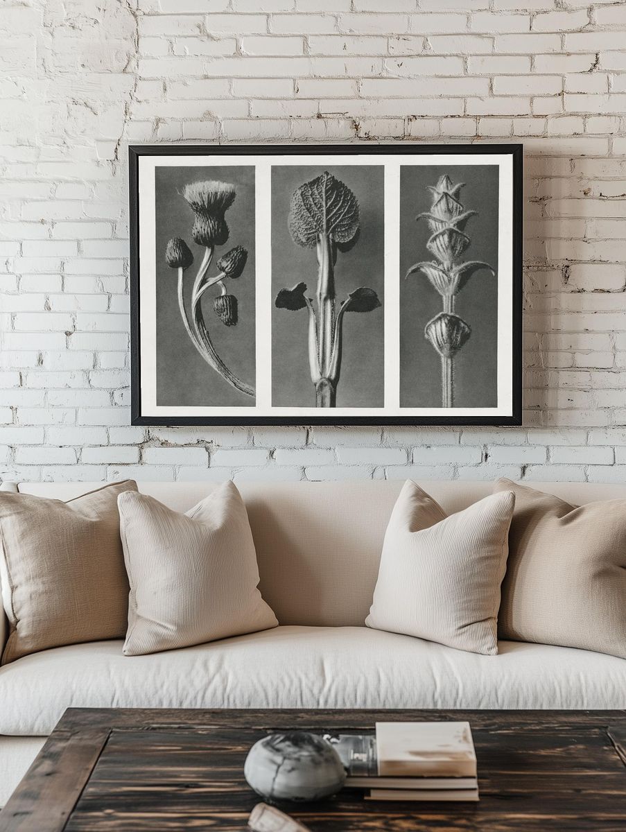 Cirsium canum (Queen Anne Thistle) — Art Print. — room view 1