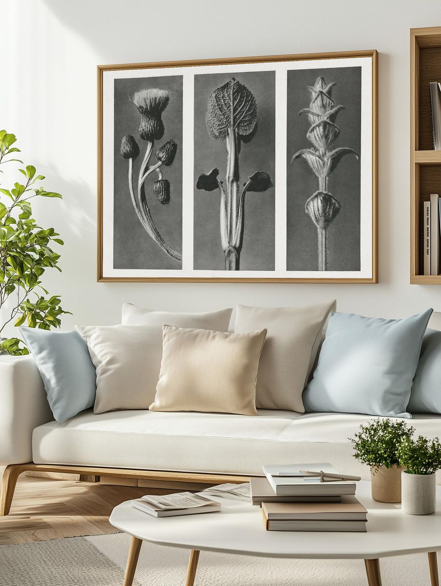 Cirsium canum (Queen Anne Thistle) — Art Print. — room view 2