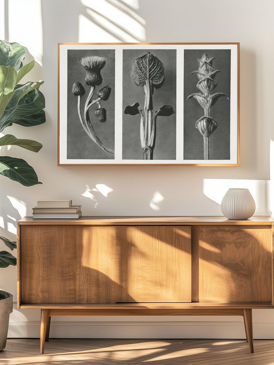 Cirsium canum (Queen Anne Thistle) — Art Print. — room view 3