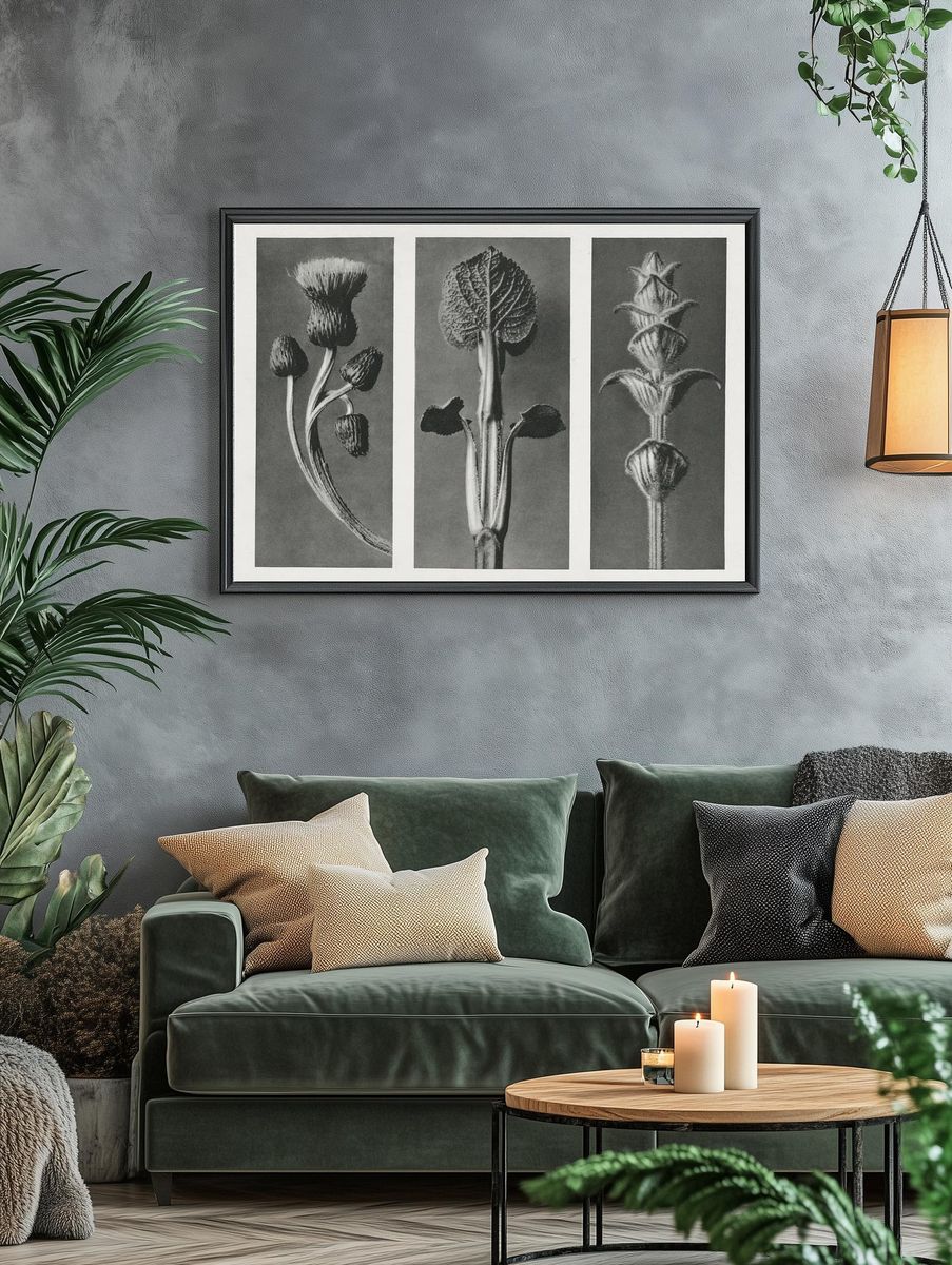 Cirsium canum (Queen Anne Thistle) — Art Print. — room view 4