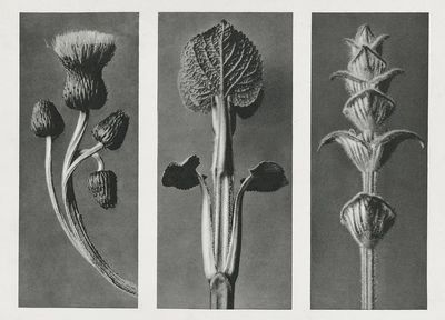 Cirsium canum (Queen Anne Thistle) — Art Print. poster
