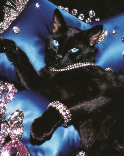 Black Cat Glamour Photography Poster. poster print