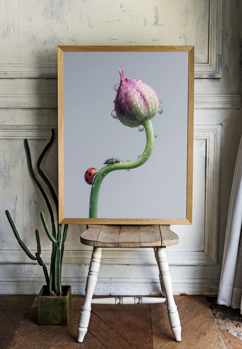 Ladybug on Flower Bud Photography Poster. — room view 1