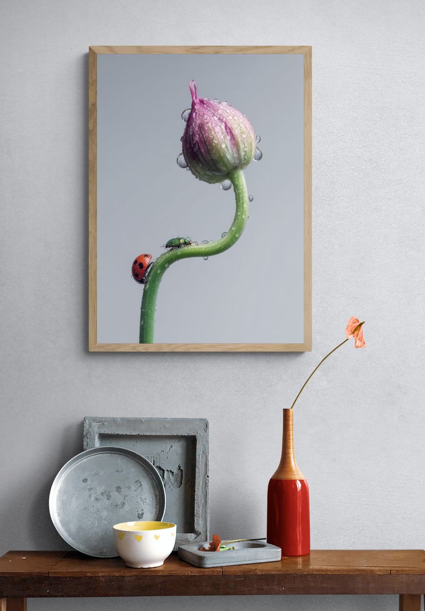 Ladybug on Flower Bud Photography Poster. — room view 3
