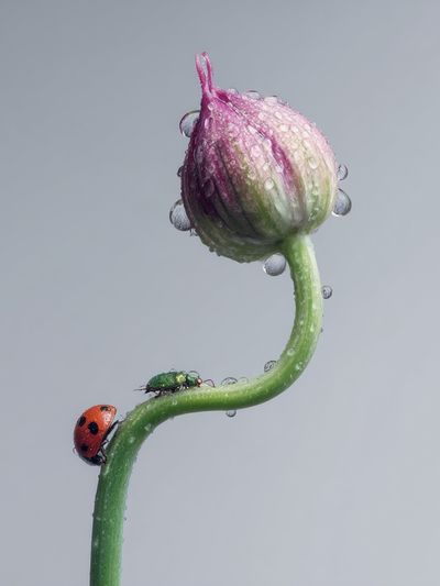 Ladybug on Flower Bud Photography Poster. poster
