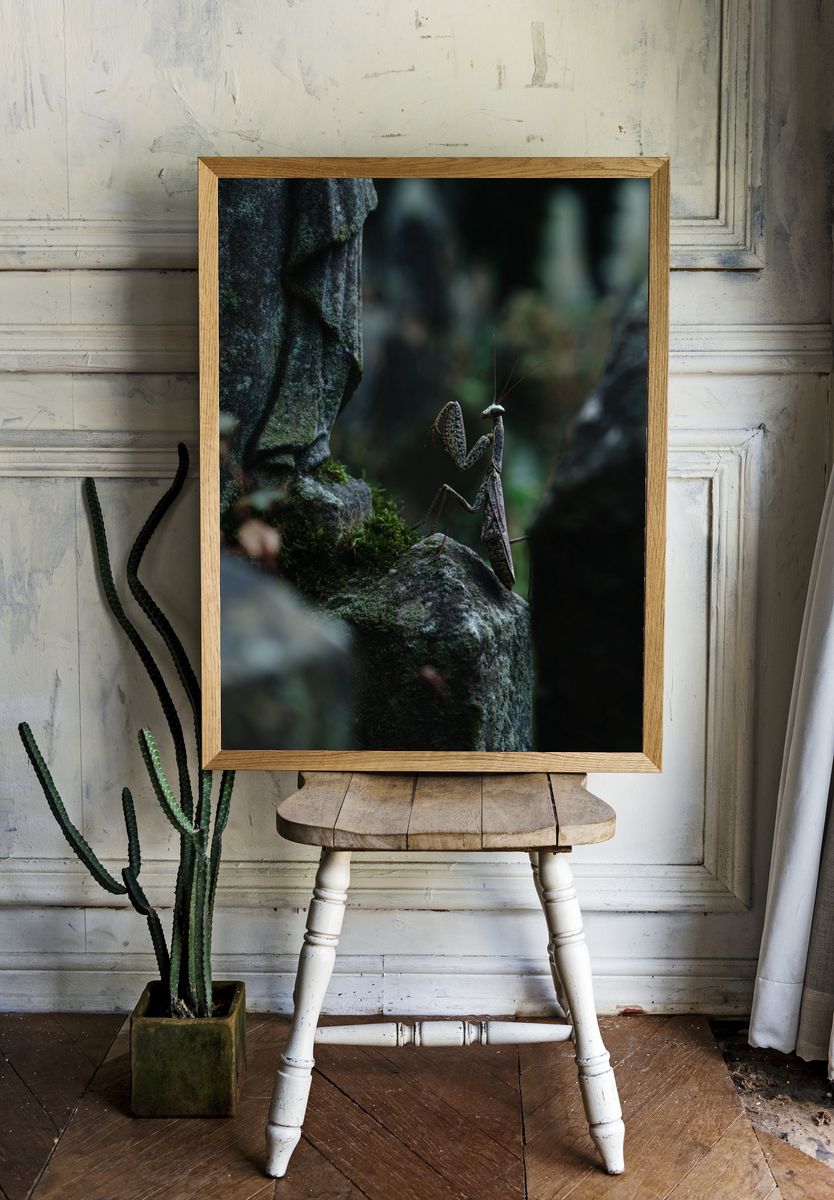 Praying Mantis in Mossy Forest Poster. — room view 1