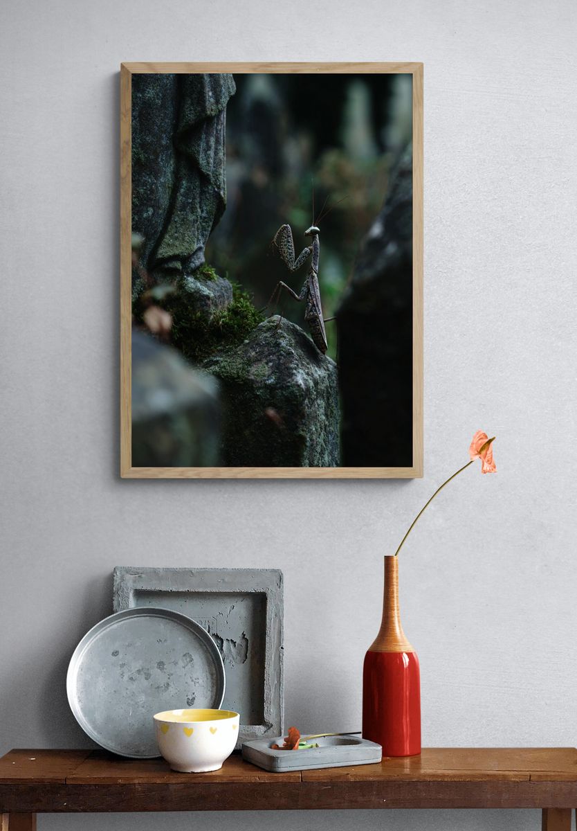 Praying Mantis in Mossy Forest Poster. — room view 3