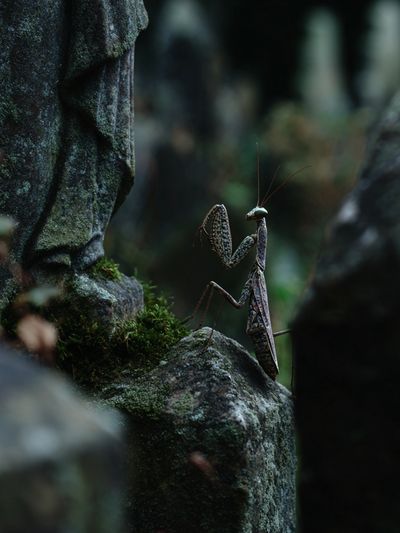 Praying Mantis in Mossy Forest Poster. poster print