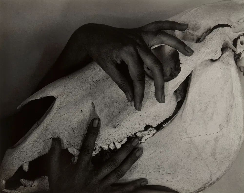 Hands and Horse Skull by Georgia O’Keeffe (1931) — Art Print. poster detail