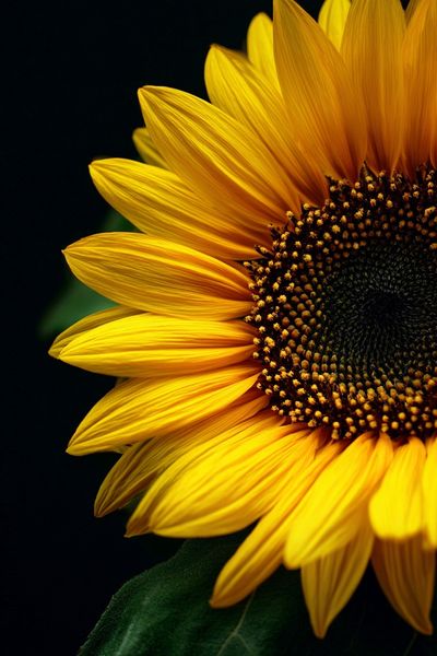 Sunflower Close-Up Poster. poster print