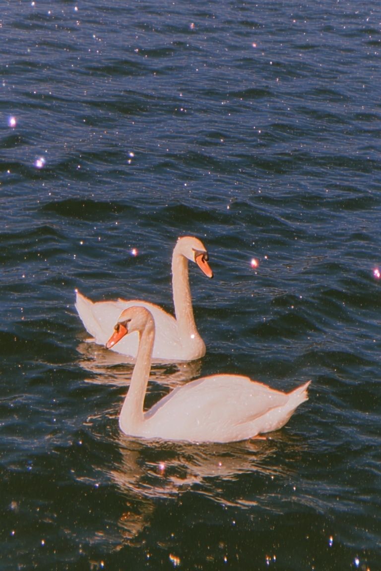 Swans on Water — Photography Print. poster detail
