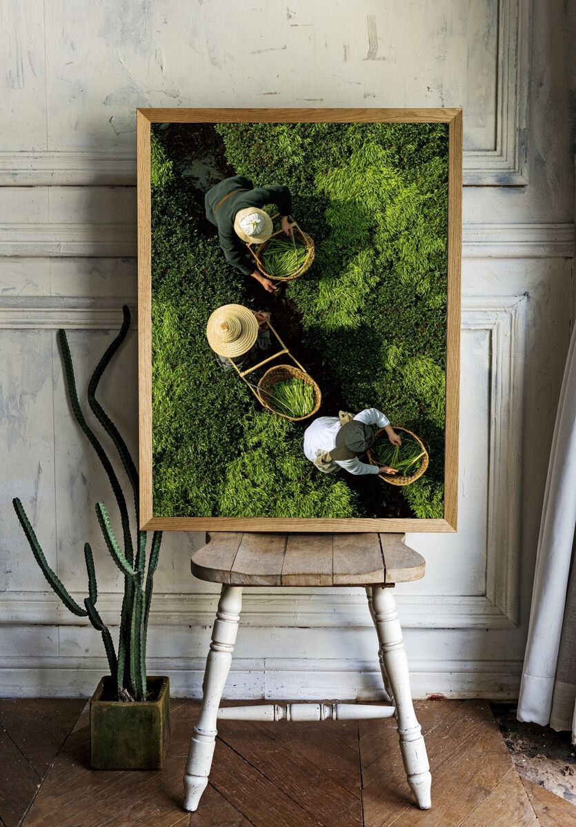 Tea Harvesting — Photography Print. — room view 1
