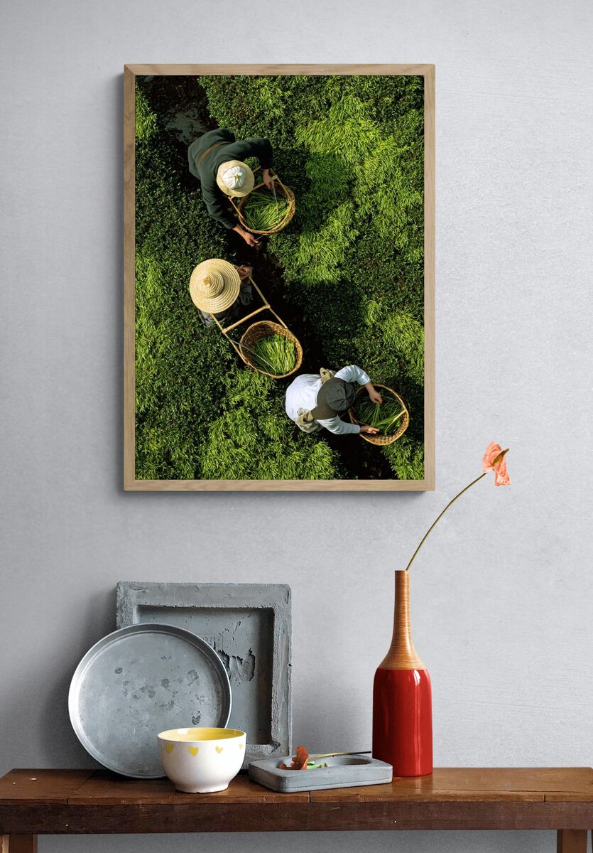 Tea Harvesting — Photography Print. — room view 3