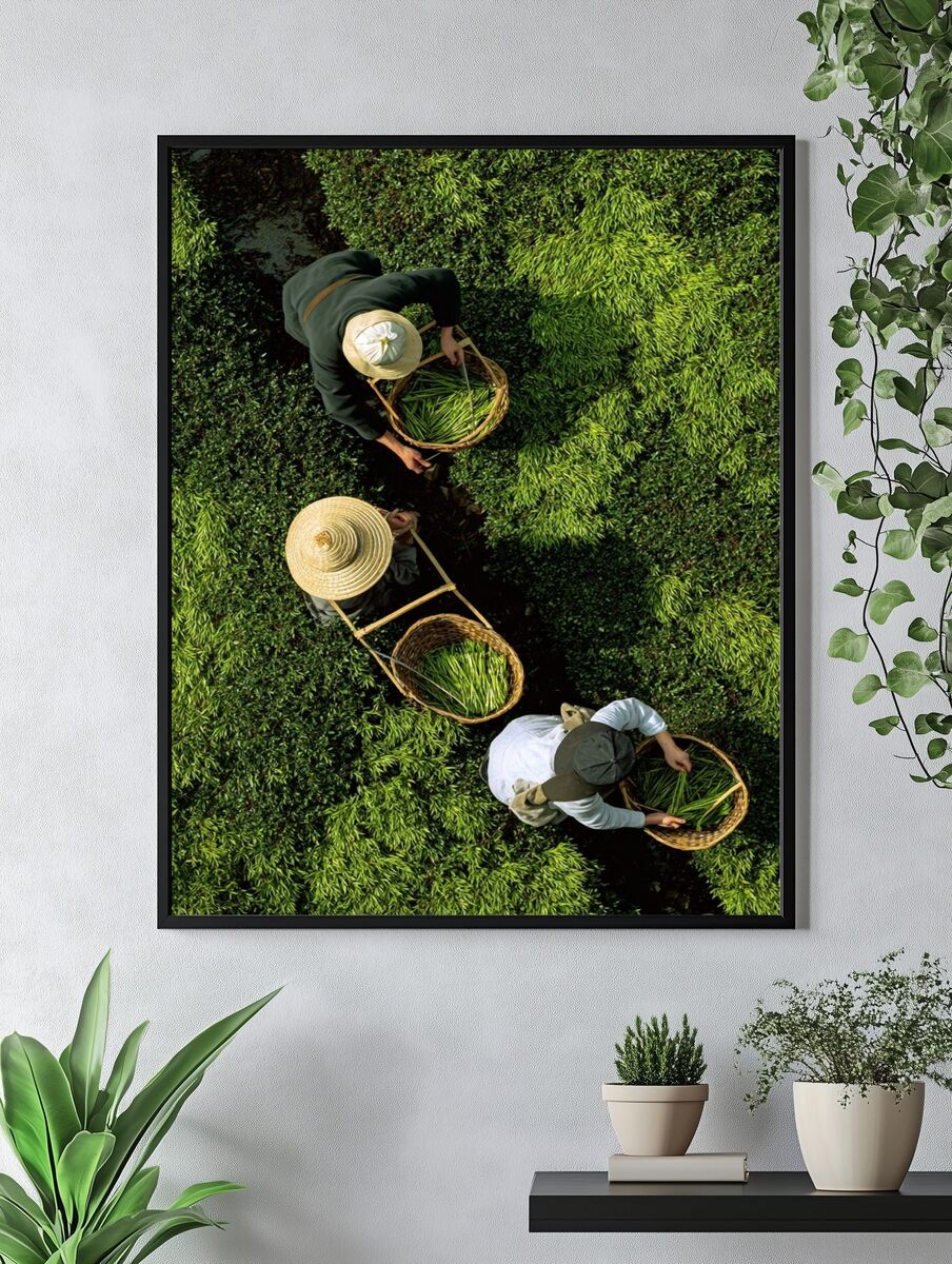 Tea Harvesting — Photography Print. — room view 4