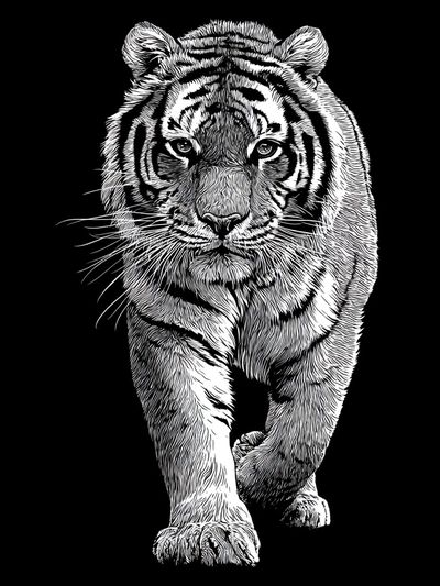Tiger Portrait Black-White Print. poster print