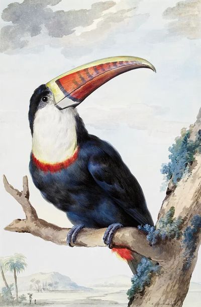 Red-billed Toucan (1748) painting high. poster print