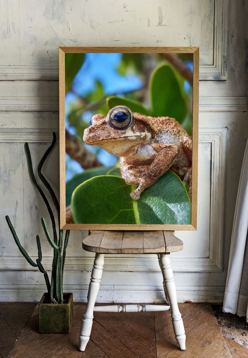 Tree Frog Close-Up Photography Poster. — room view 1