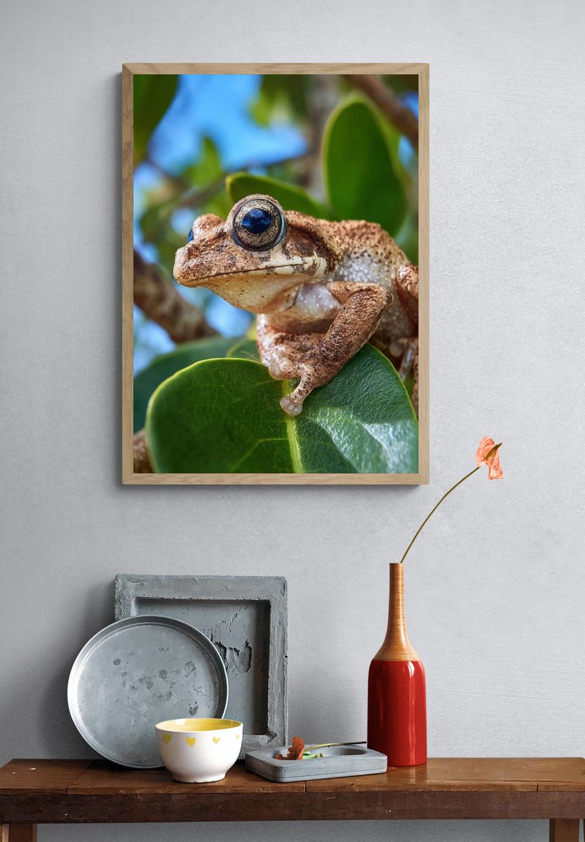 Tree Frog Close-Up Photography Poster. — room view 3