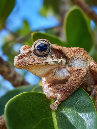 Tree Frog Close-Up Photography Poster. poster print