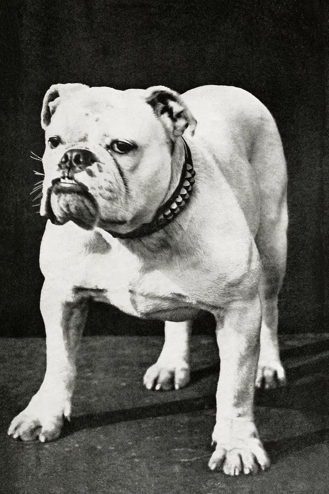 Dogs and All About Them — Vintage Print. poster detail