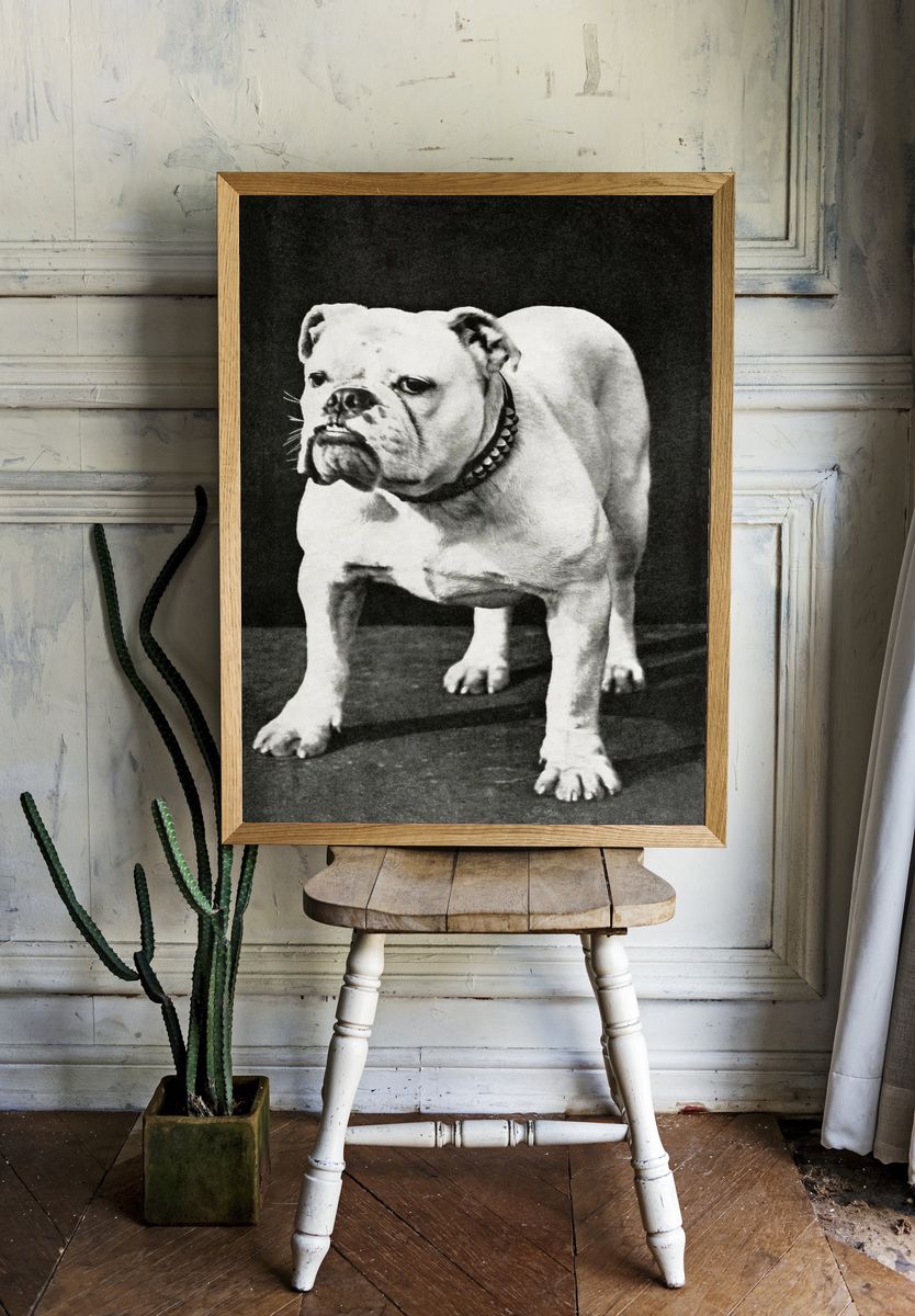 Dogs and All About Them — Vintage Print. — room view 1